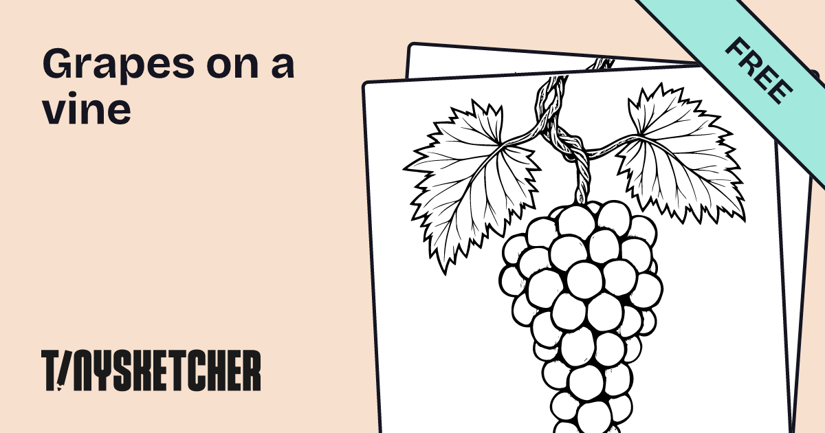Grapes on a vine Coloring Page | Free Printables | Tiny Sketcher